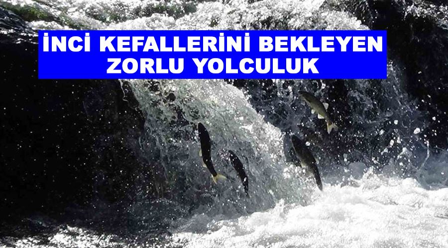 İnci kefallerini bekleyen zorlu yolculuk