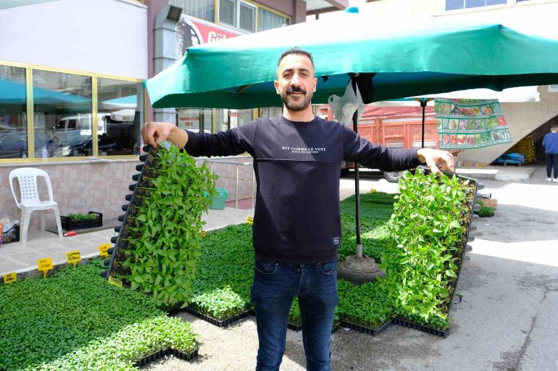 Yılın ilk fideleri seralardan tezgahlara taşındı
