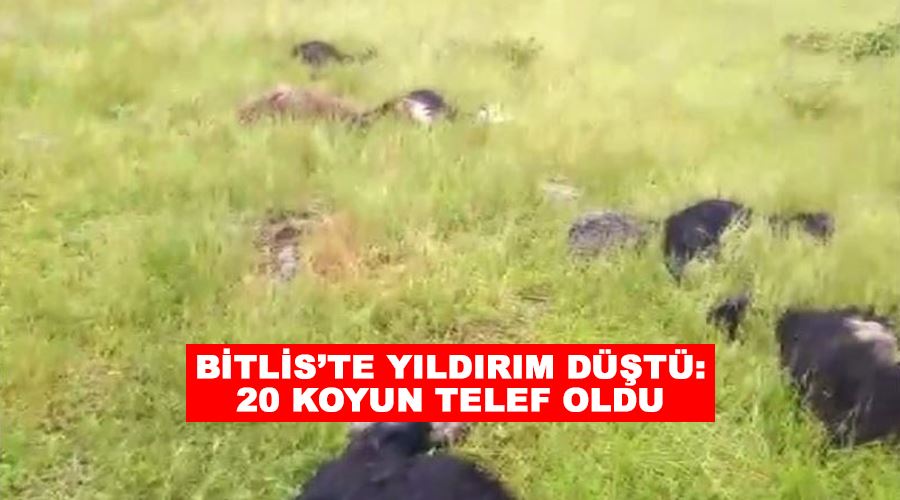Bitlis’te yıldırım düştü: 20 koyun telef oldu