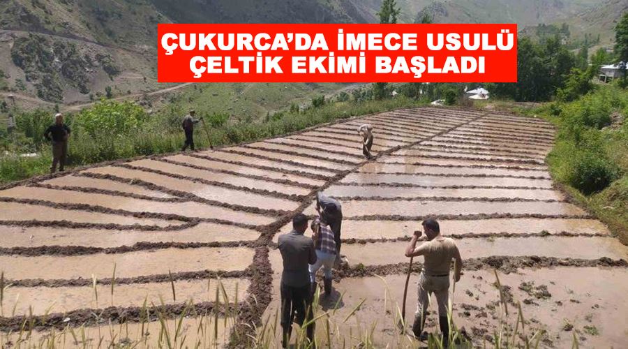 Çukurca’da imece usulü çeltik ekimi başladı