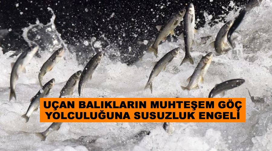 Uçan balıkların muhteşem göç yolculuğuna susuzluk engeli