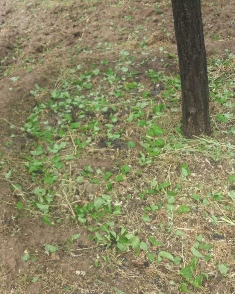 Elazığ’da dolu yağışı sonrası kayısı bahçeleri zarar gördü
