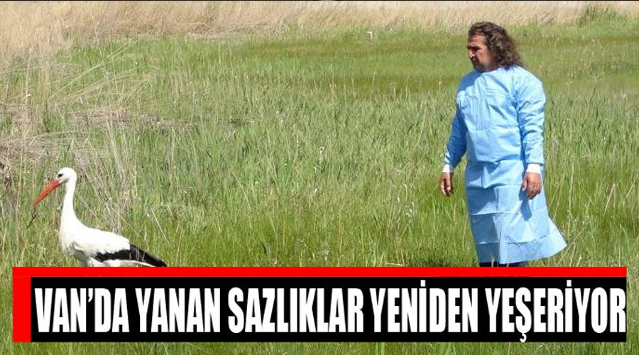 Van’da yanan sazlıklar yeniden yeşeriyor