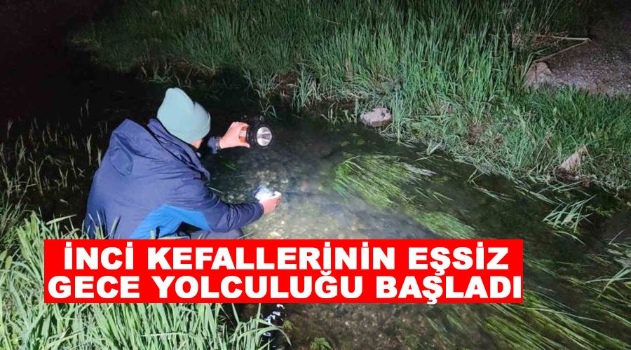 İnci kefallerinin eşsiz gece yolculuğu başladı