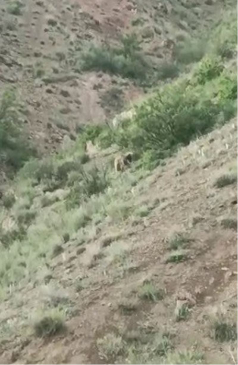 Yol kenarındaki ayı, sürücülerin ilgi odağı oldu
