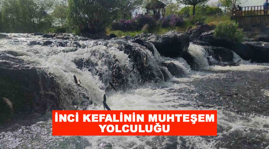 İnci kefalinin muhteşem yolculuğu