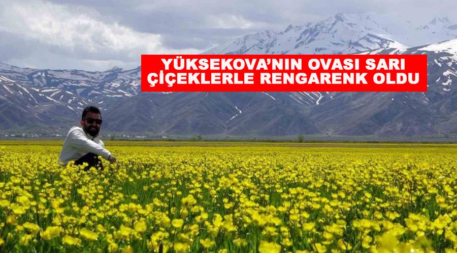 Yüksekova’nın ovası sarı çiçeklerle rengarenk oldu