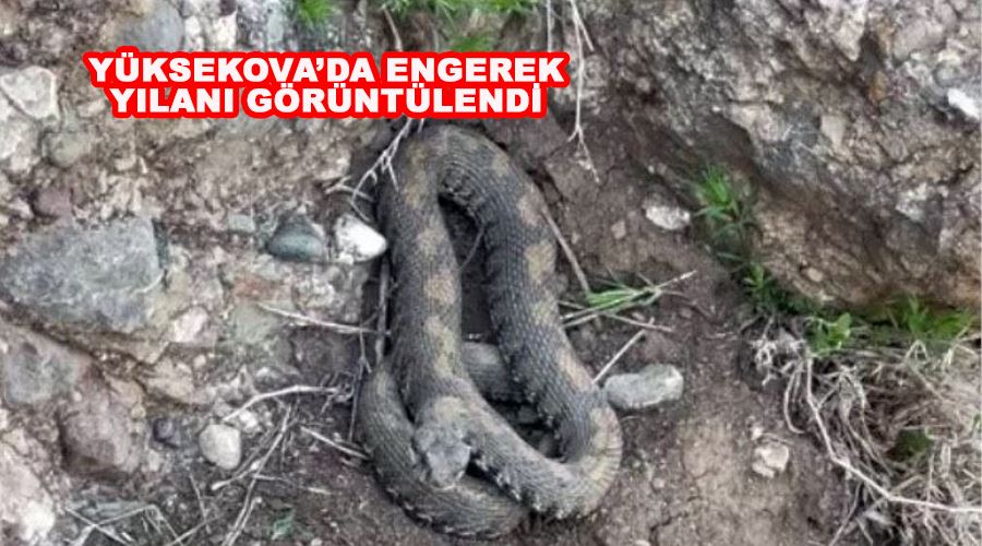 Yüksekova’da engerek yılanı görüntülendi