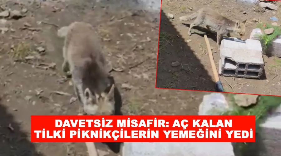 Davetsiz misafir: Aç kalan tilki piknikçilerin yemeğini yedi