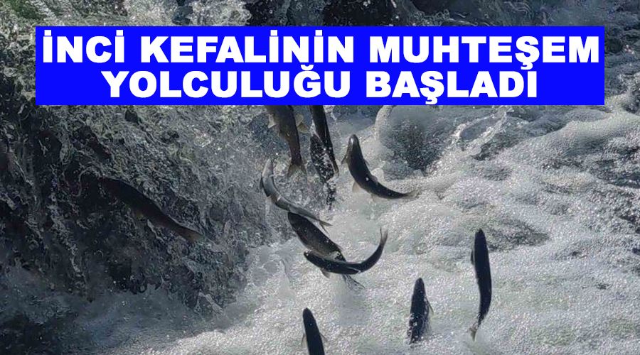 İnci kefalinin muhteşem yolculuğu başladı