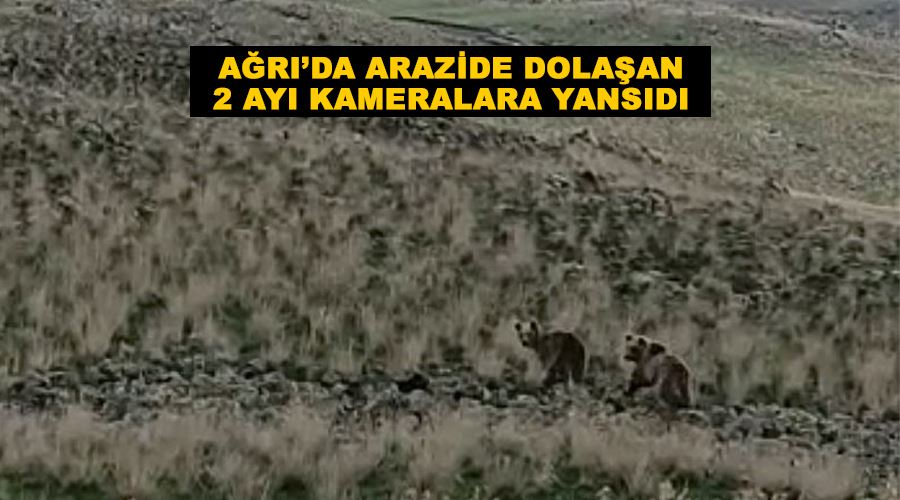 Ağrı’da arazide dolaşan 2 ayı kameralara yansıdı