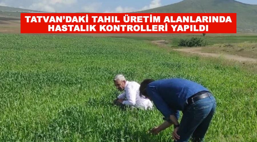 Tatvan’daki tahıl üretim alanlarında hastalık kontrolleri yapıldı