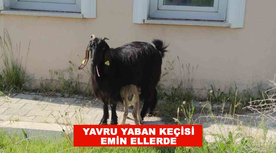 Yavru yaban keçisi emin ellerde