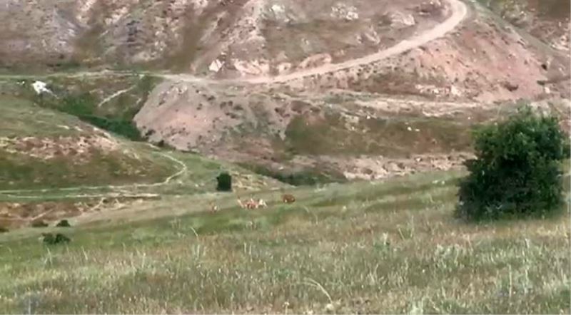 Elazığ’da dağ keçileri şehir merkezine indi
