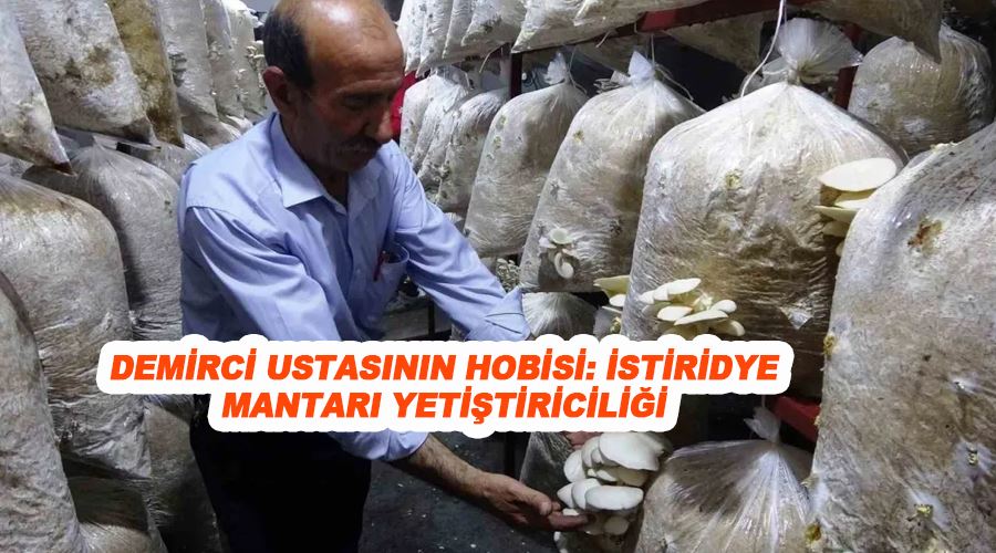 Demirci ustasının hobisi: İstiridye mantarı yetiştiriciliği