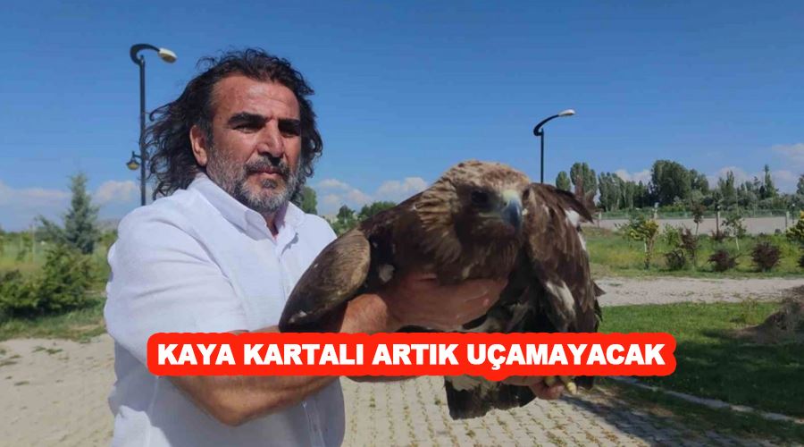 Kaya kartalı artık uçamayacak