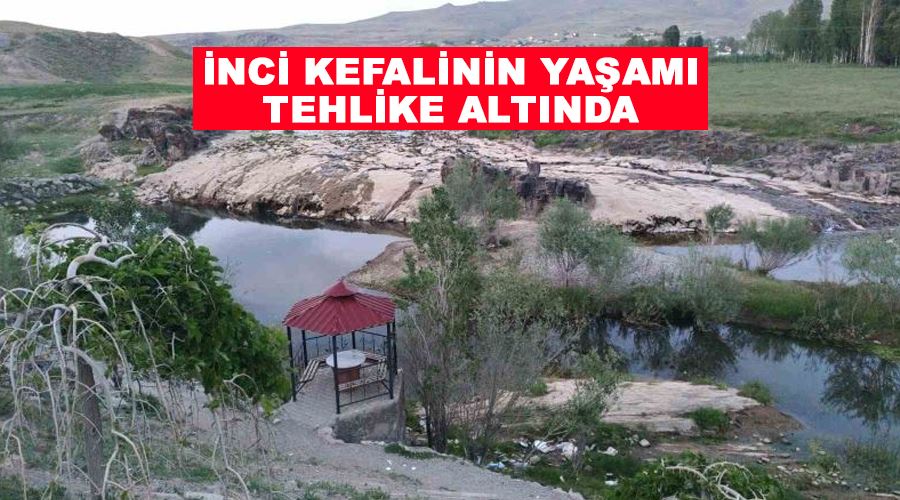 İnci kefalinin yaşamı tehlike altında