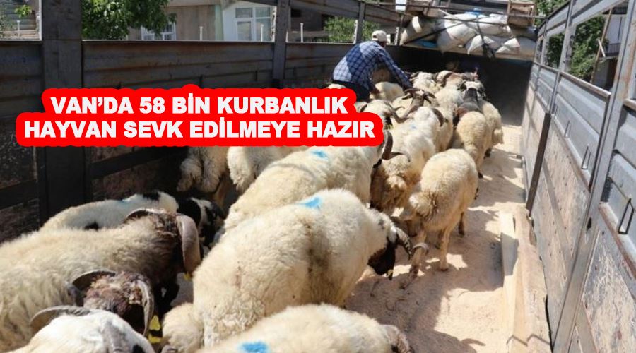 Van’da 58 bin kurbanlık hayvan sevk edilmeye hazır