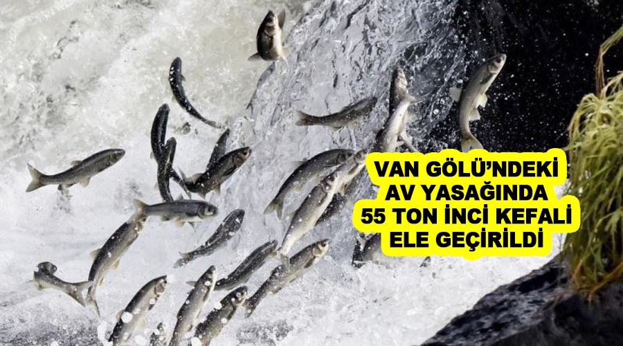Van Gölü’ndeki av yasağında 55 ton inci kefali ele geçirildi