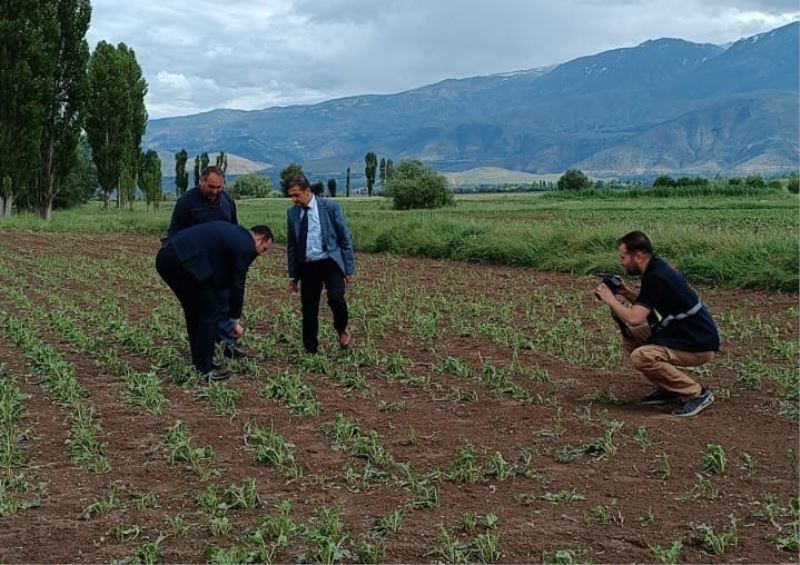 Erzincan’da 2 bin dönüm ekili araziyi dolu vurdu
