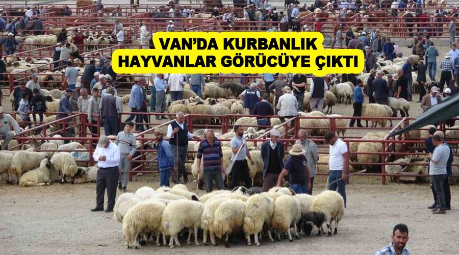 Van’da kurbanlık hayvanlar görücüye çıktı