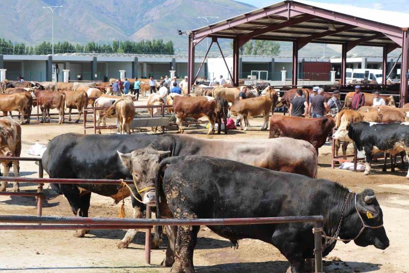 Erzincan’da kurban hareketliliği hız aldı
