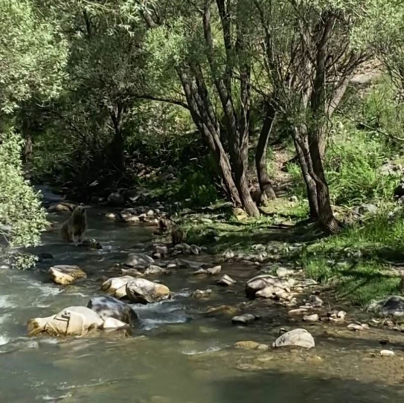 Anne bozayı ve 3 yavrusu su içti, vatandaşlar görüntüledi
