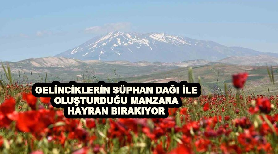 Gelinciklerin Süphan Dağı ile oluşturduğu manzara hayran bırakıyor