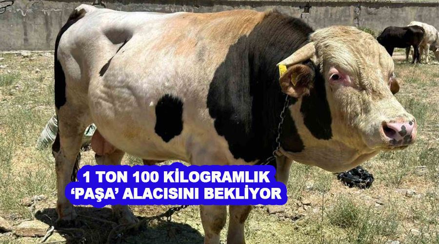 1 ton 100 kilogramlık ‘Paşa’ alacısını bekliyor