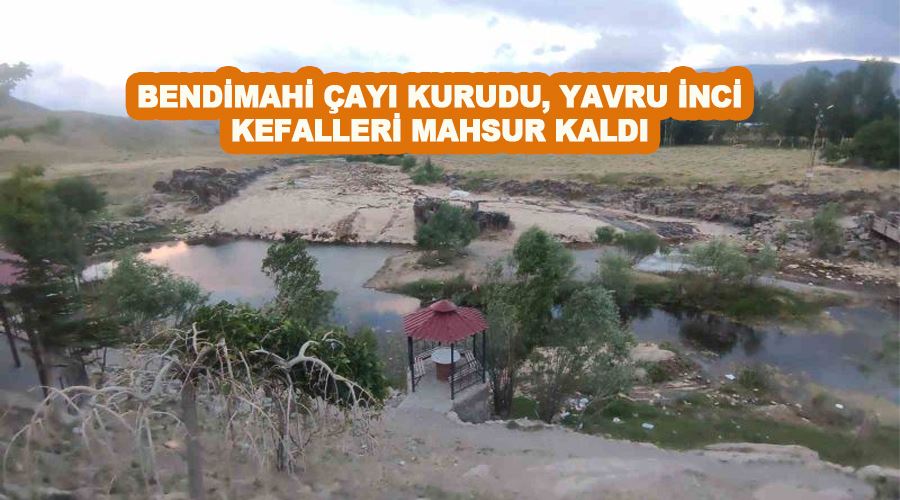 Bendimahi Çayı kurudu, yavru inci kefalleri mahsur kaldı