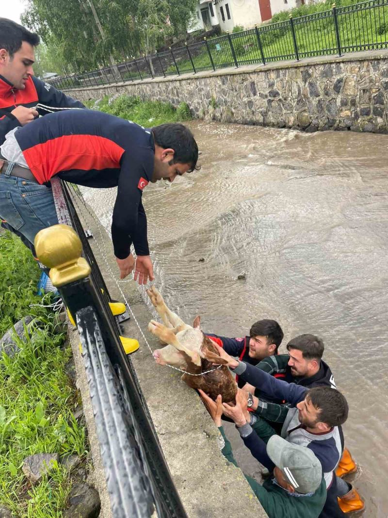 Dereye düşen buzağı için seferber oldular
