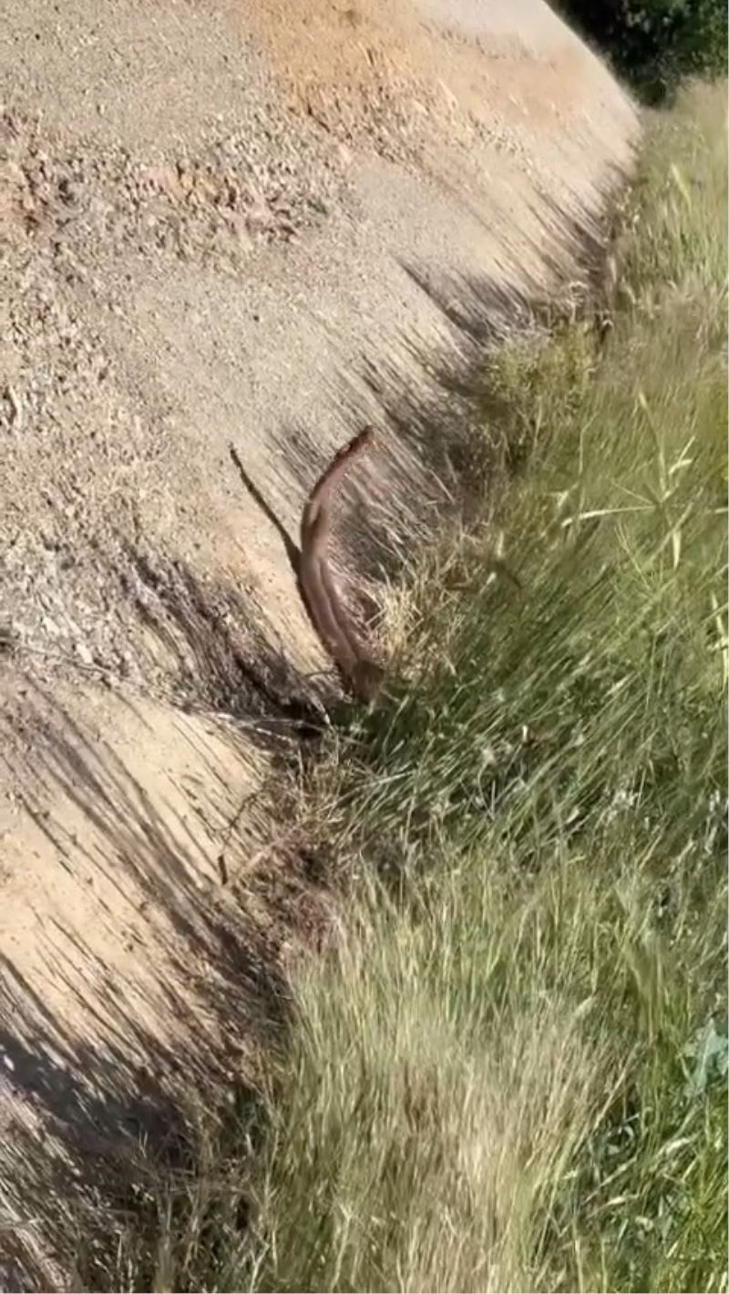 Elazığ’da yılanların dansı
