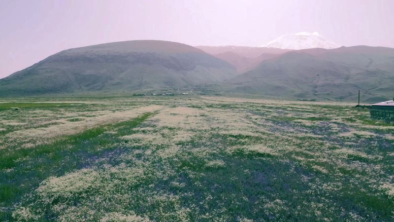 Ağrı Dağı etekleri, mor ve beyaza büründü
