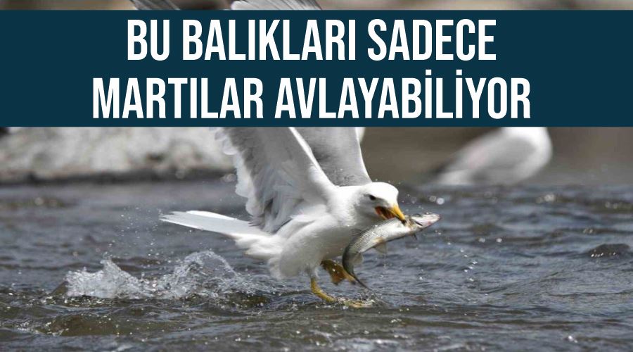 Bu balıkları sadece martılar avlayabiliyor