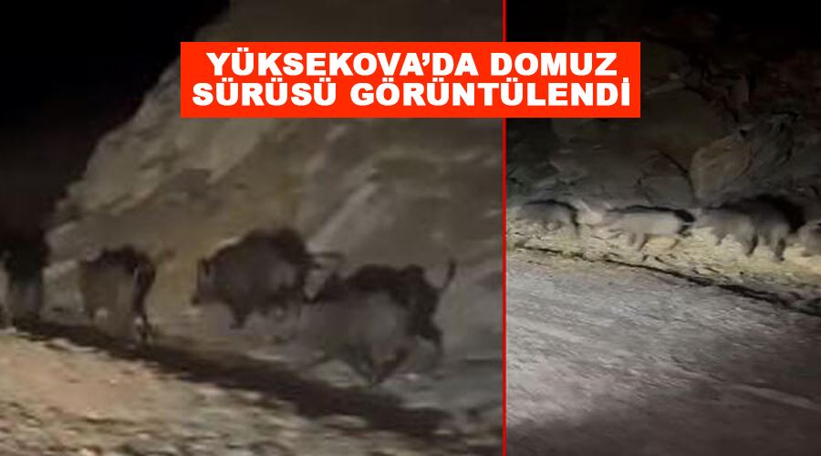 Yüksekova’da domuz sürüsü görüntülendi