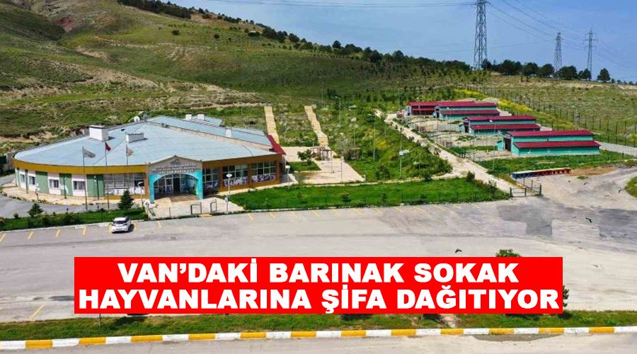 Van’daki barınak sokak hayvanlarına şifa dağıtıyor