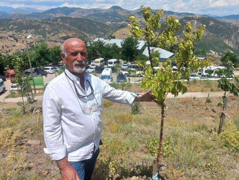 Vatandaşların ziyaret ettiği Düzgün Baba’ya bin 500 ağaç diktirdi
