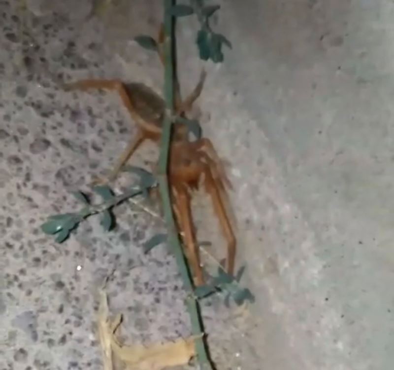Elazığ’da etçil ’sarıkız’ örümceği görüntülendi
