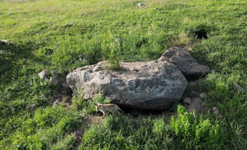 Yavru tilkilerin annelerini bekleyişi havadan görüntülendi
