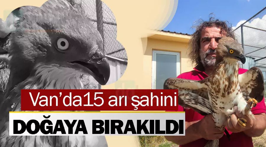 Van’da tedavileri tamamlanan arı şahinleri doğaya bırakıldı