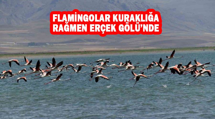 Flamingolar kuraklığa rağmen Erçek Gölü’nde