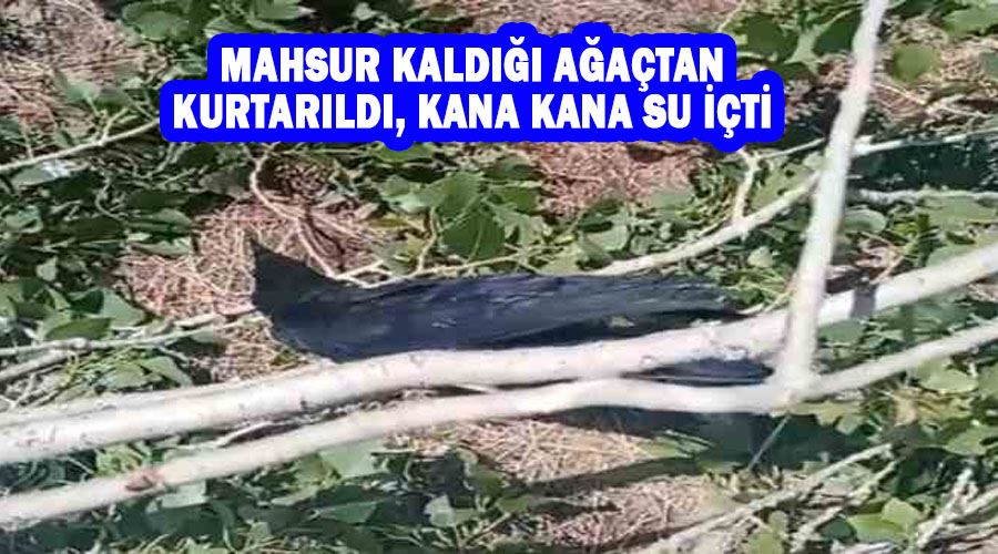 Mahsur kaldığı ağaçtan kurtarıldı, kana kana su içti