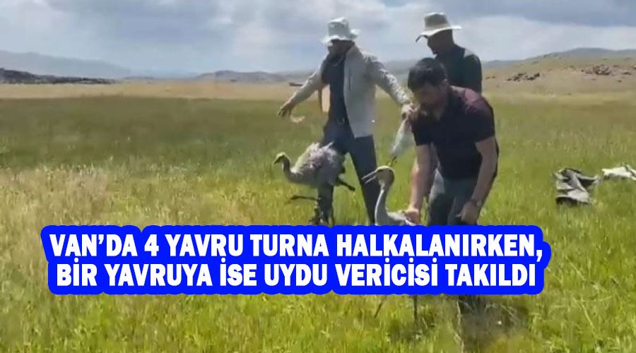 Van’da 4 yavru turna halkalanırken, bir yavruya ise uydu vericisi takıldı