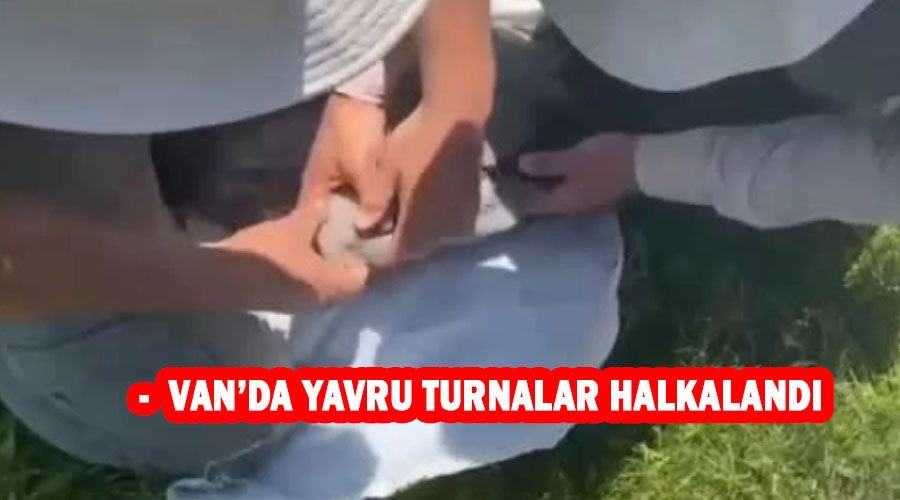 - Van’da yavru turnalar halkalandı