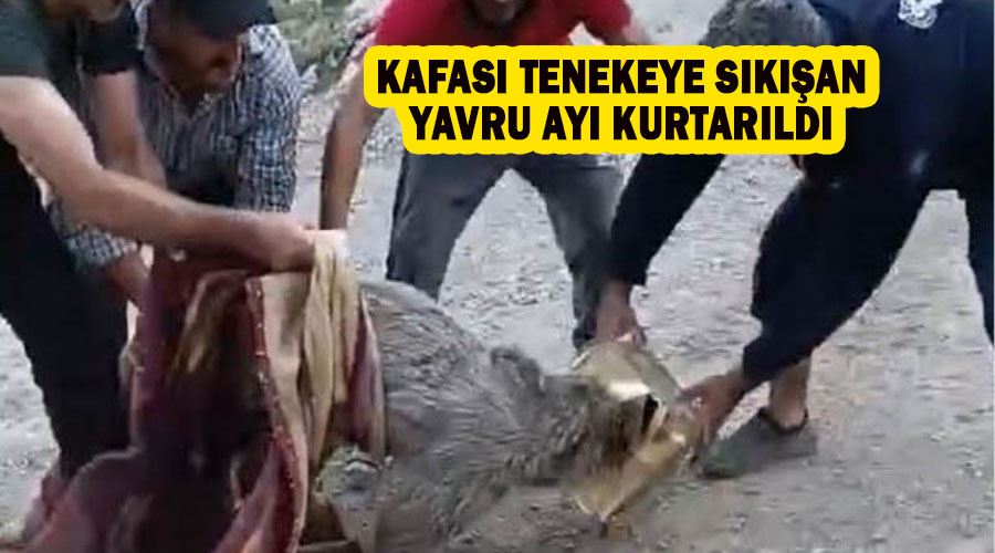 Kafası tenekeye sıkışan yavru ayı kurtarıldı