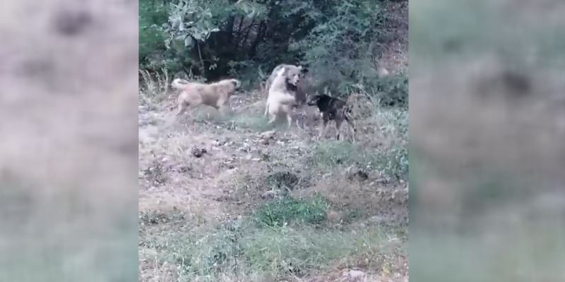 Köyün yakınlarına kadar inen boz ayıya çoban köpekleri geçit vermedi
