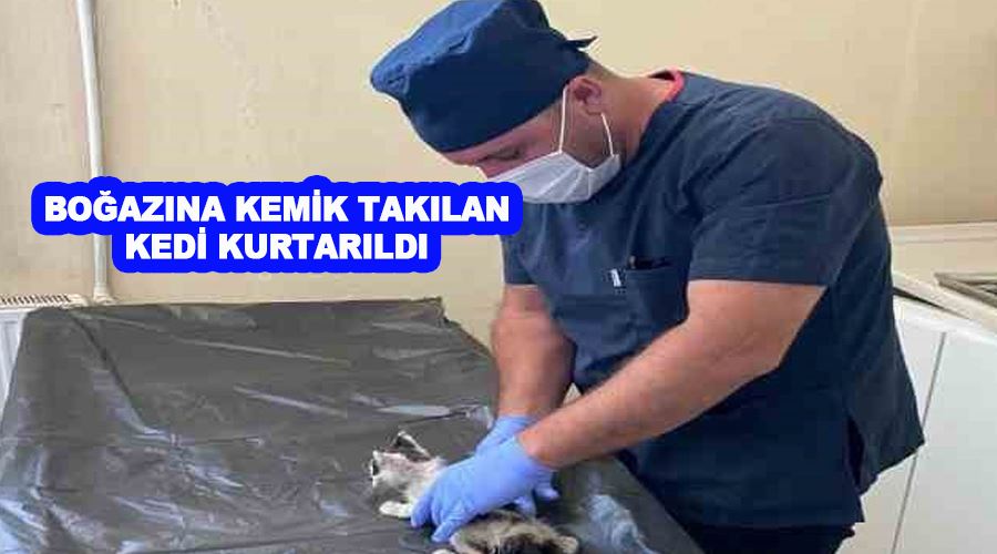 Boğazına kemik takılan kedi kurtarıldı