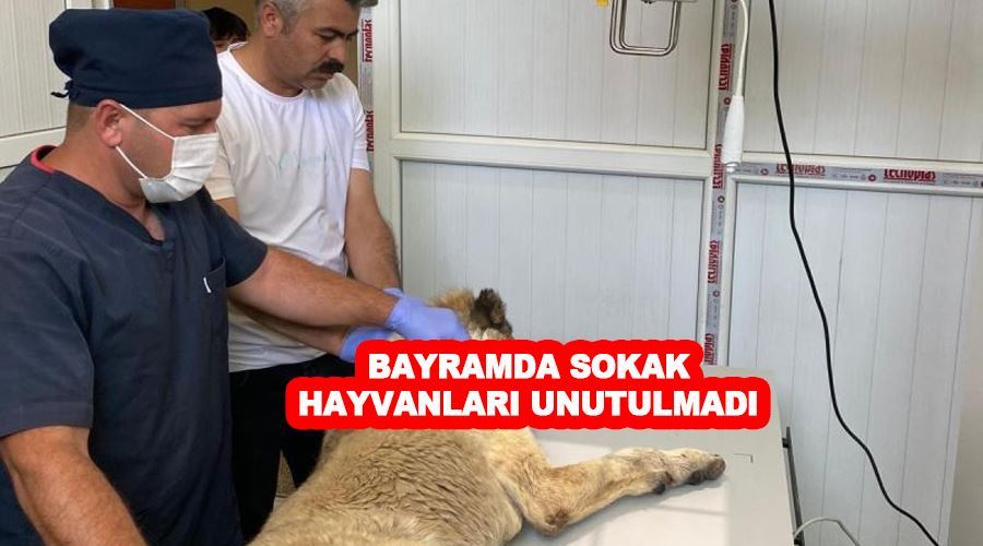 Bayramda sokak hayvanları unutulmadı