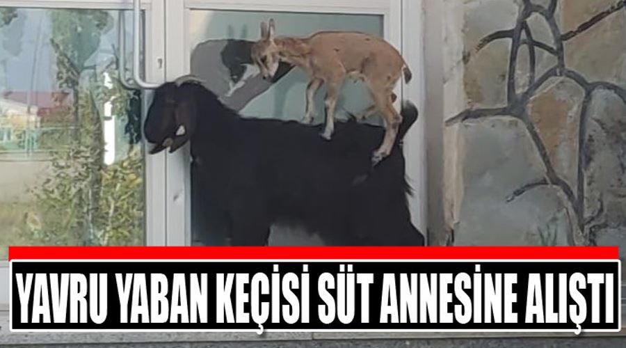 Yavru yaban keçisi süt annesine alıştı