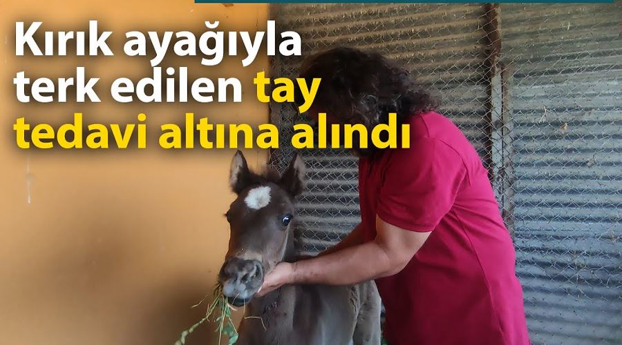 Van’da sahibi tarafından kırık ayağıyla terk edilen tay tedavi altına alındı